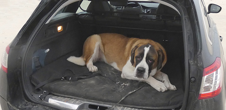Hund im Auto auf den Weg in den Urlaub Hund im Auto